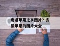 走进苹果之乡图片？安徽苹果的图片大全