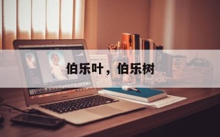 伯乐叶，伯乐树
