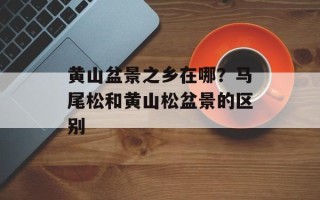 黄山盆景之乡在哪？马尾松和黄山松盆景的区别