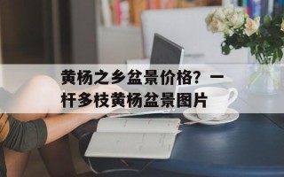 黄杨之乡盆景价格？一杆多枝黄杨盆景图片
