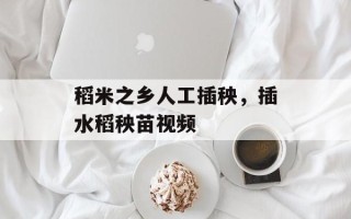 稻米之乡人工插秧，插水稻秧苗视频