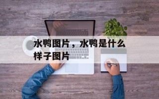 水鸭图片，水鸭是什么样子图片
