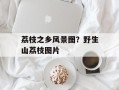 荔枝之乡风景图？野生山荔枝图片