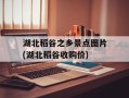 湖北稻谷之乡景点图片(湖北稻谷收购价)
