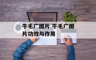 牛毛广图片 牛毛广图片功效与作用