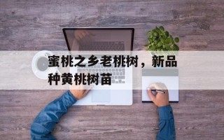 蜜桃之乡老桃树，新品种黄桃树苗