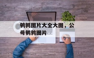 鹌鹑图片大全大图，公母鹌鹑图片