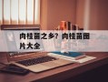 肉桂苗之乡？肉桂苗图片大全