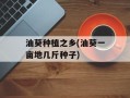 油葵种植之乡(油葵一亩地几斤种子)