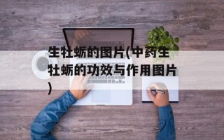 生牡蛎的图片(中药生牡蛎的功效与作用图片)