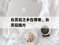 白灵菇之乡在哪里，白灵菇图片