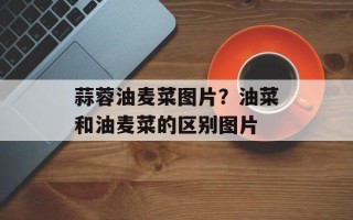 蒜蓉油麦菜图片？油菜和油麦菜的区别图片