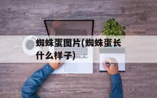 蜘蛛蛋图片(蜘蛛蛋长什么样子)