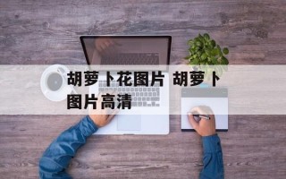 胡萝卜花图片 胡萝卜图片高清