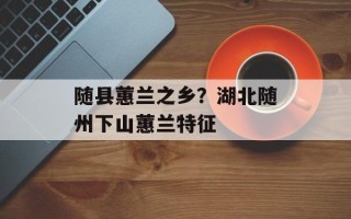 随县蕙兰之乡？湖北随州下山蕙兰特征