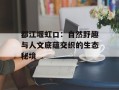 都江堰虹口：自然野趣与人文底蕴交织的生态秘境