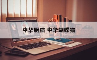 中华厨猫 中华蝴蝶猫