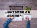 稻米之乡的图片 收割后的稻田图片