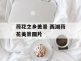 荷花之乡美景 西湖荷花美景图片