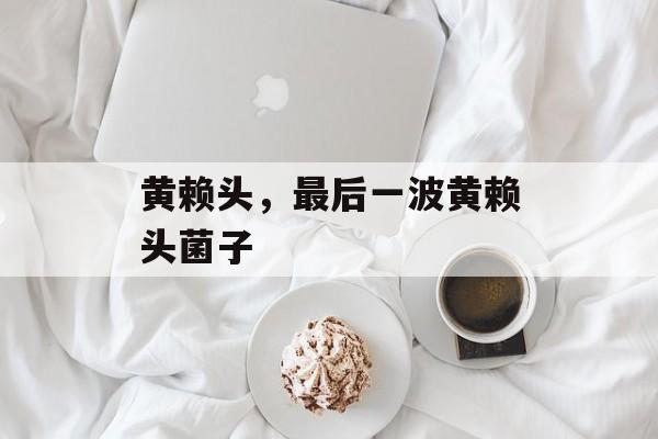 黄赖头，最后一波黄赖头菌子-第1张图片-