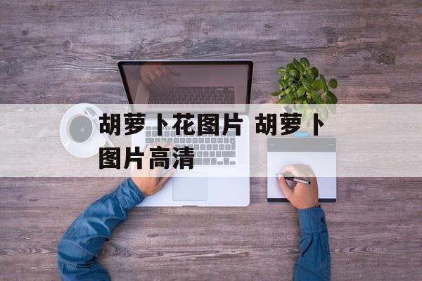 胡萝卜花图片 胡萝卜图片高清-第1张图片-