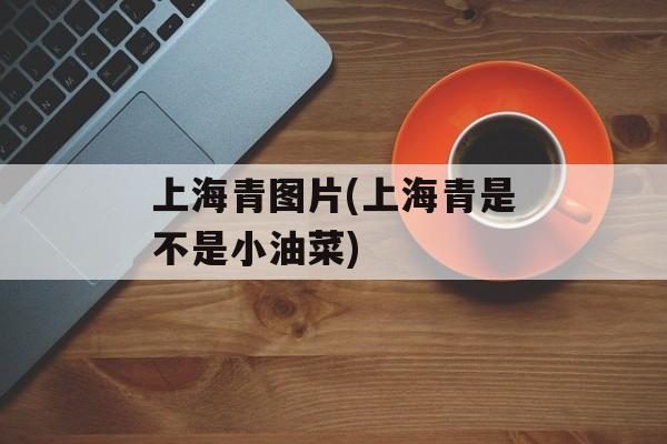 上海青图片(上海青是不是小油菜)-第1张图片-