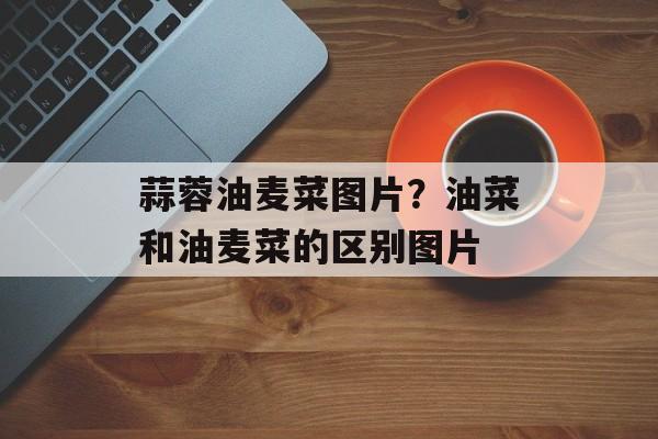蒜蓉油麦菜图片？油菜和油麦菜的区别图片-第1张图片-