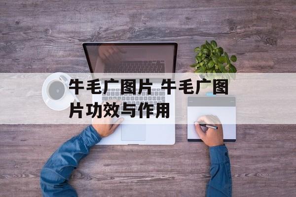 牛毛广图片 牛毛广图片功效与作用-第1张图片-