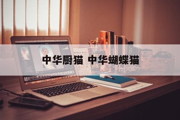 中华厨猫 中华蝴蝶猫-第1张图片-