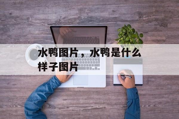水鸭图片，水鸭是什么样子图片-第1张图片-
