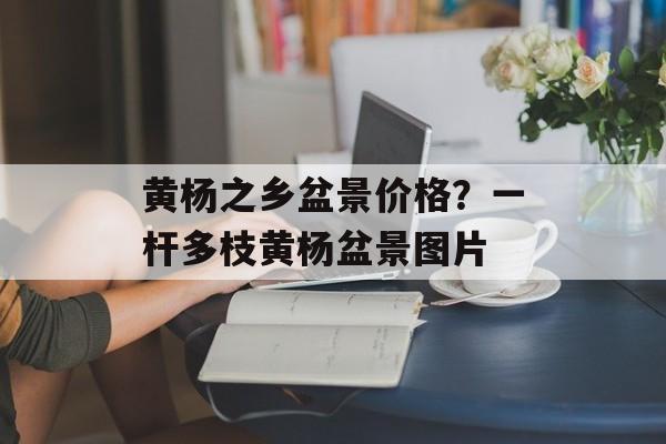 黄杨之乡盆景价格？一杆多枝黄杨盆景图片-第1张图片-
